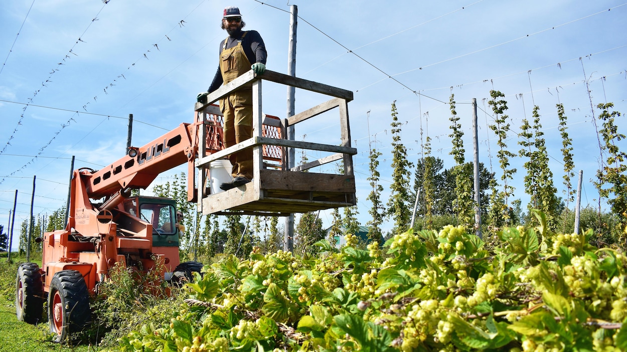 L’ultime récolte de houblon des Jardins de Carmanor