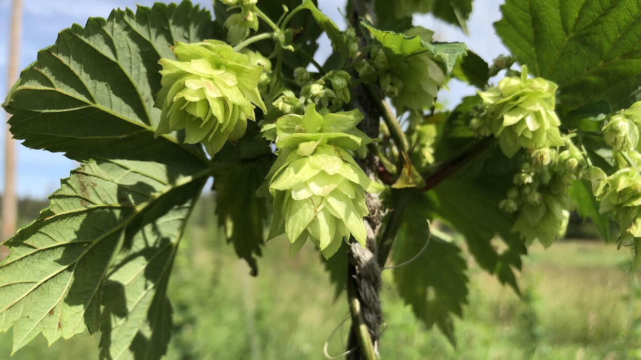 Un plant de houblon.