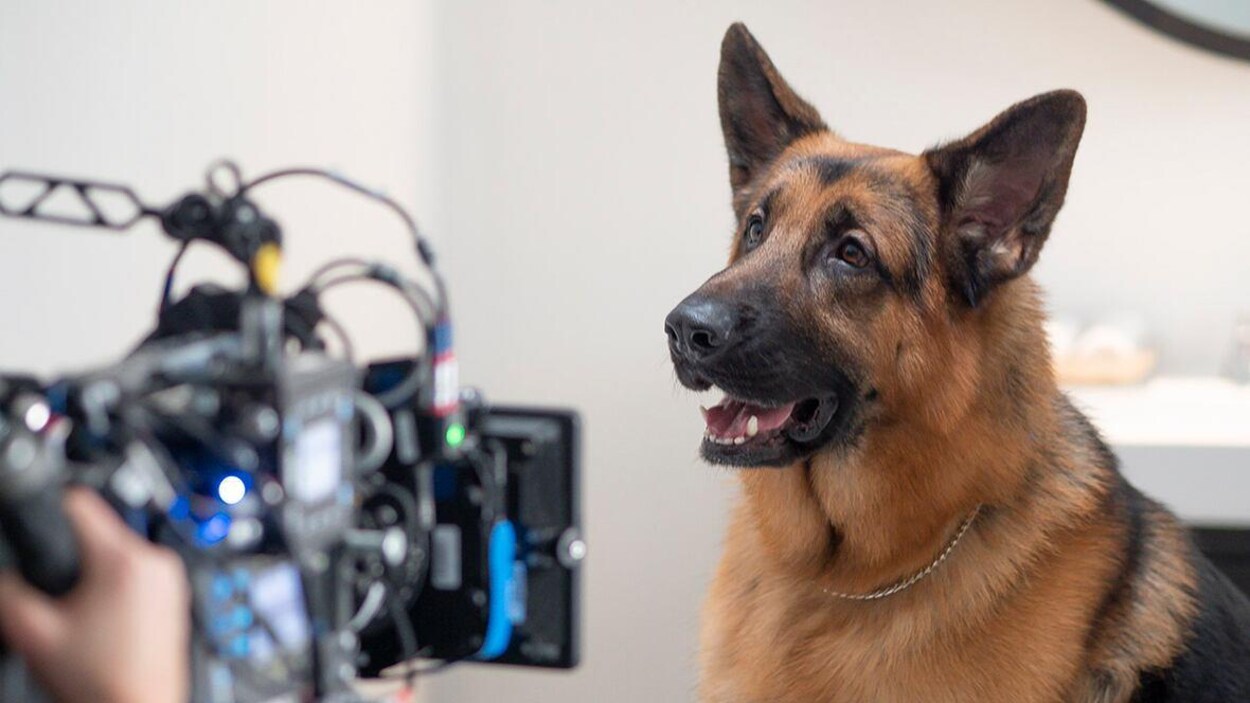 Un chien devant la caméra d'un tournage télévisé.