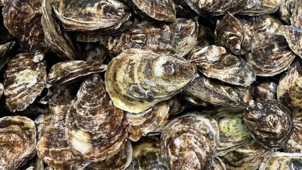 Des producteurs d’huîtres du Québec pourraient bientôt importer d’autres provinces