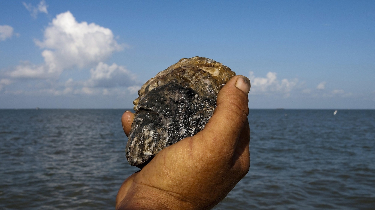 牡蠣はカナダの海岸を海からの攻撃から守ることができる