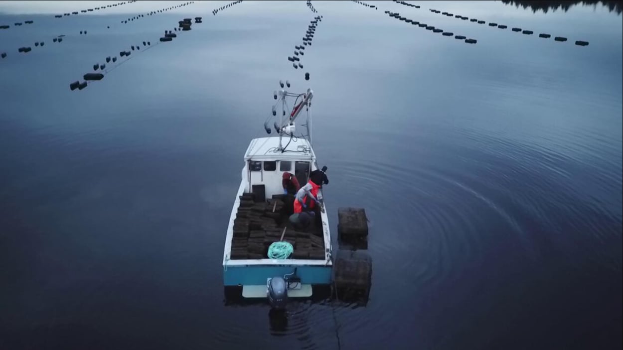 Maladie MSX des huîtres : le fédéral a-t-il trop tardé à agir?
