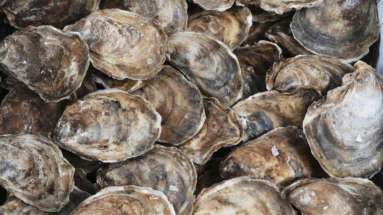Rappel d’huîtres qui pourraient être contaminées par la bactérie Salmonella