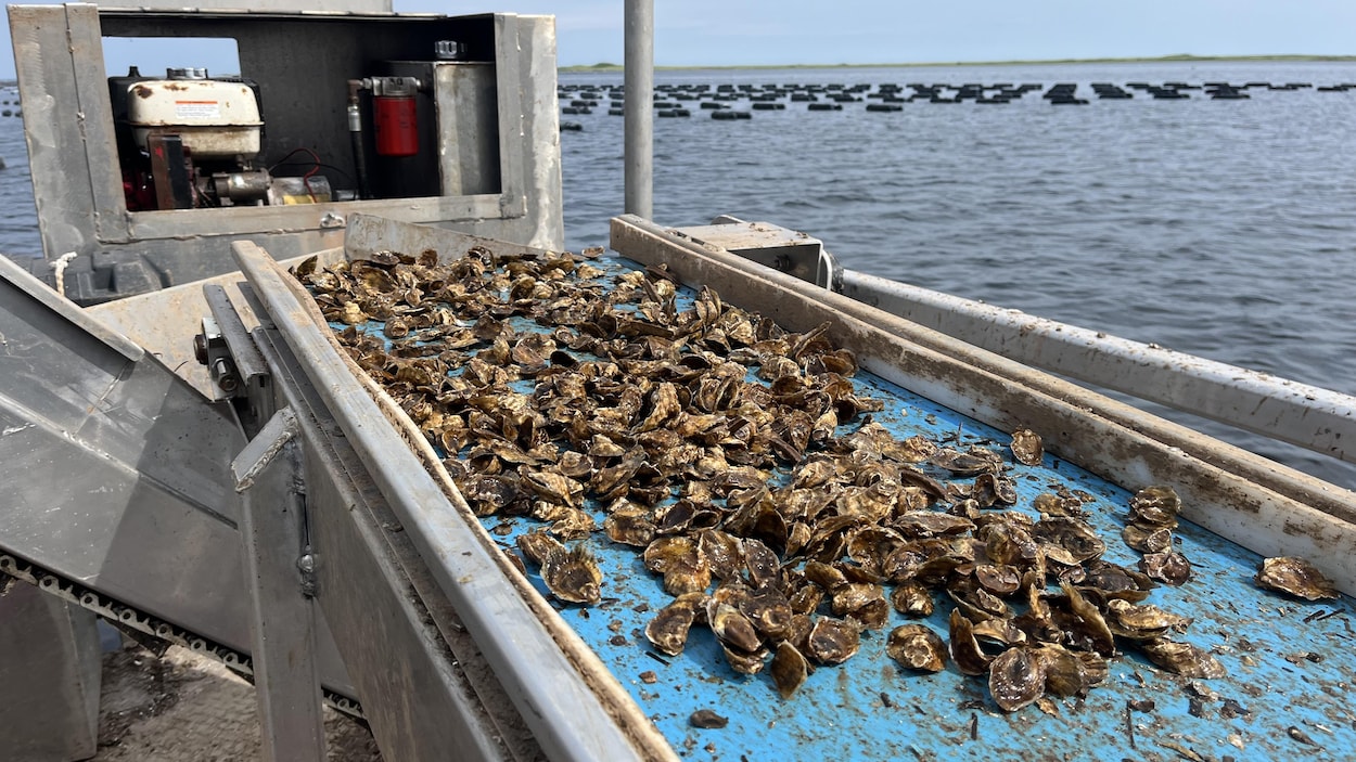La science au secours des huîtres de l’Île-du-Prince-Édouard