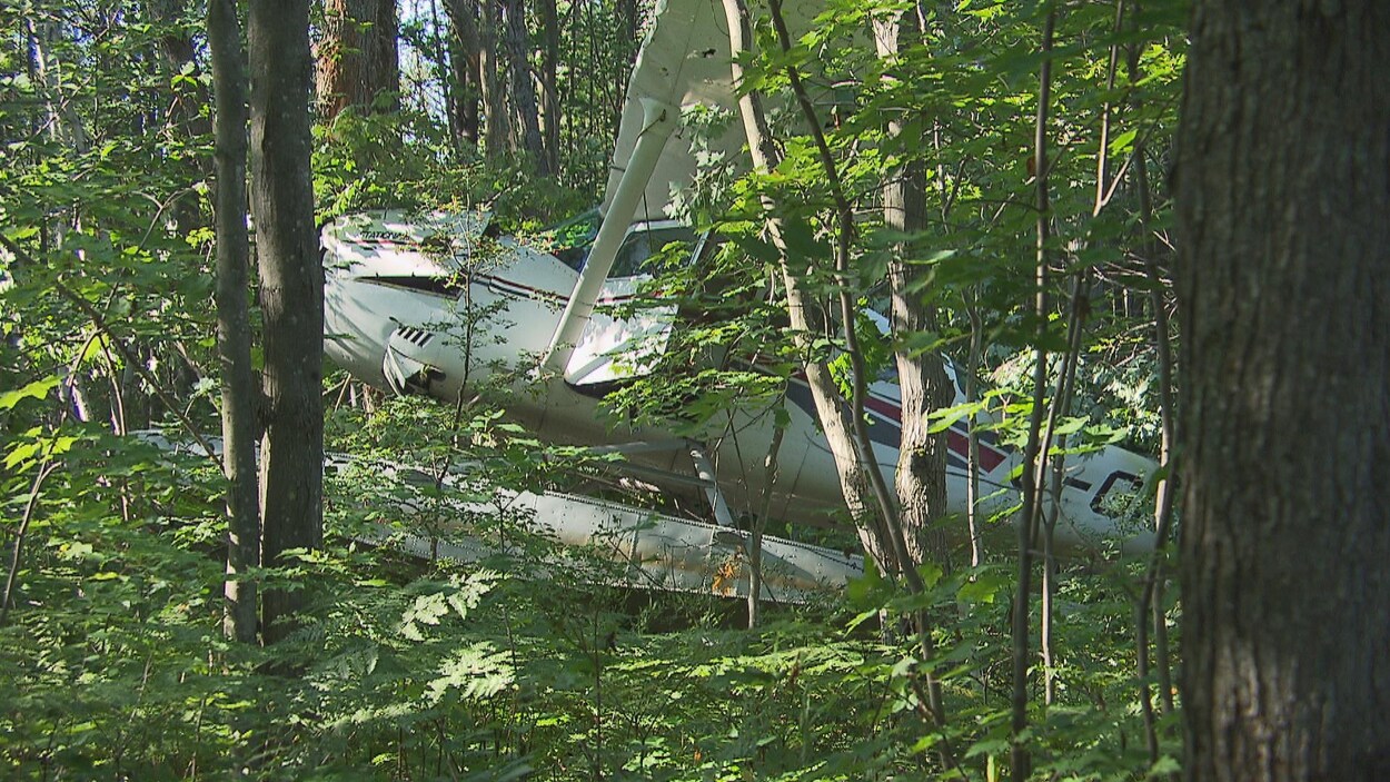 Avion dans le bois