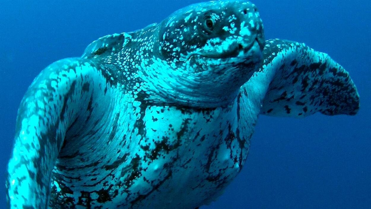 Tortue Luth Tortue Luth