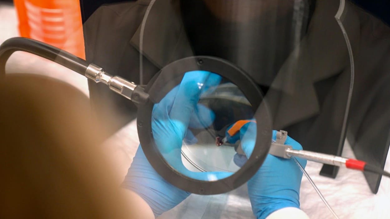 Détecter le cancer avec l’intelligence artificielle : le défi de l’Université de Waterloo