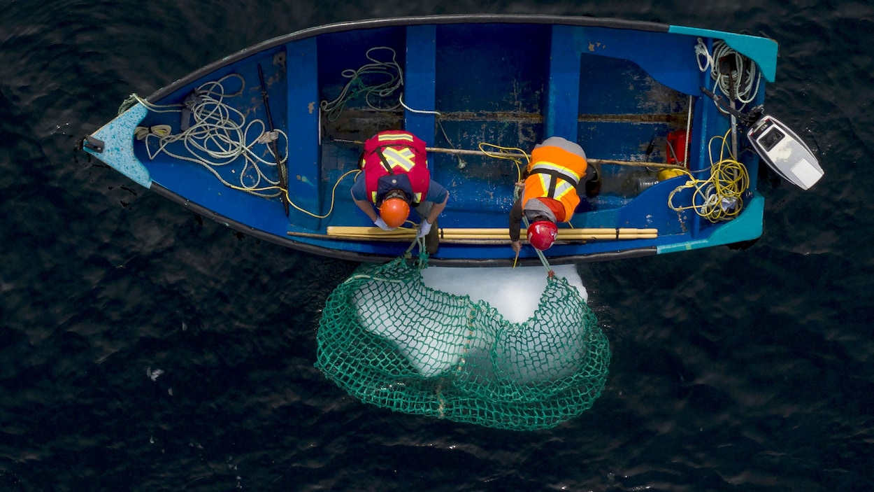 Deux personnes dans une chaloupe tirent un morceau d'iceberg à l'aide d'un filet.