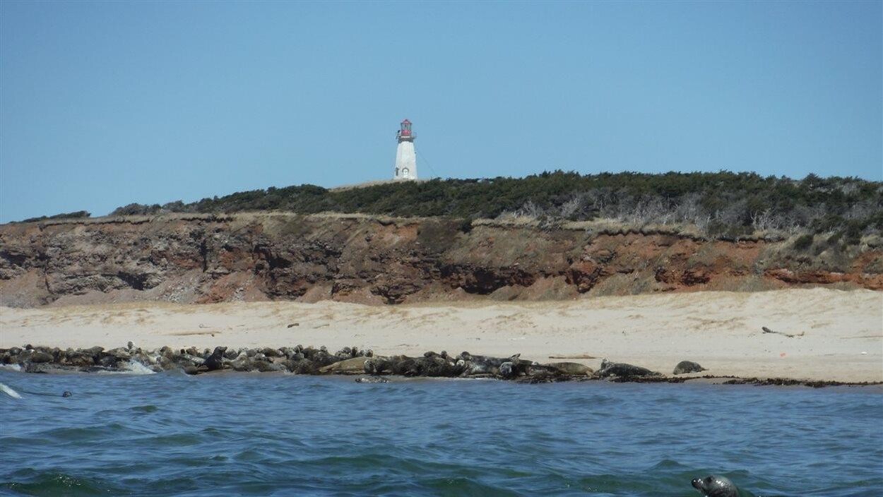 Des phoques sur la plage de lîle Brion