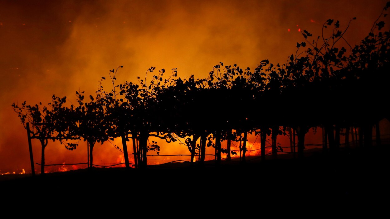 La nuit est tombée et les vignes sont éclairées par l'incendie.