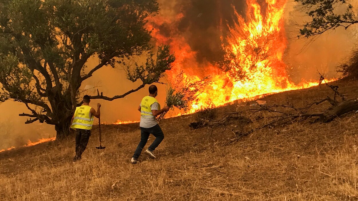 L Algerie Combat Encore Les Feux De Foret Le Bilan S Alourdit Radio Canada Ca