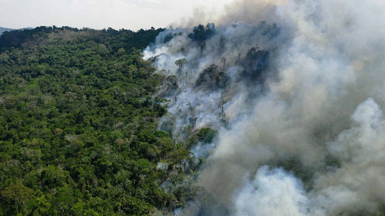 Brésil : la destruction de la forêt ienne proche du point de