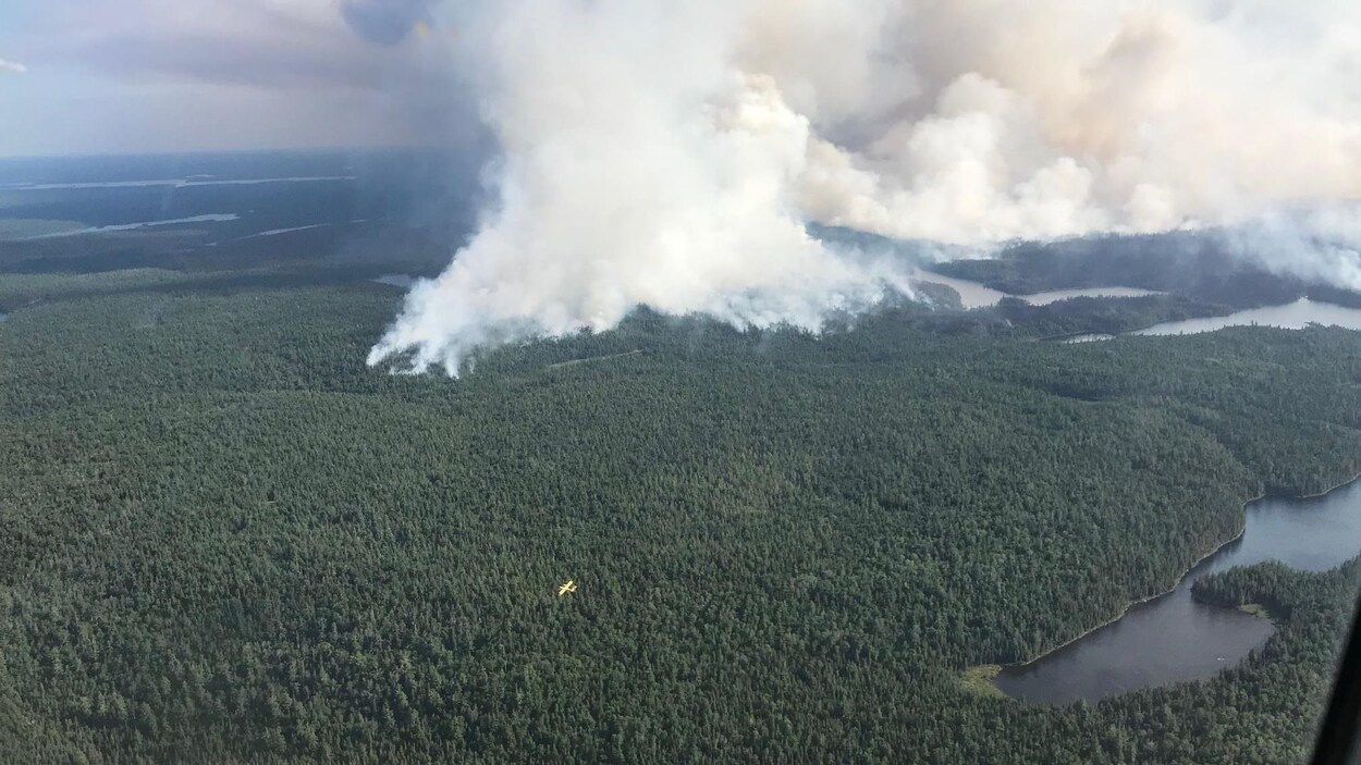 Une colonne de fumée s'échappe d'une forêt.