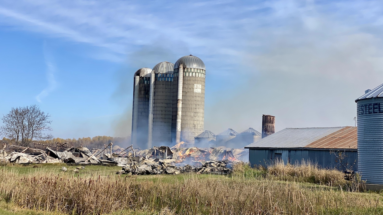 Incendies de fermes : les animaux lésés par « un vide juridique », plaide un organisme