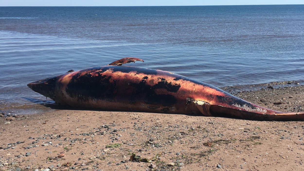 La carcasse d'un baleineau sur le sable