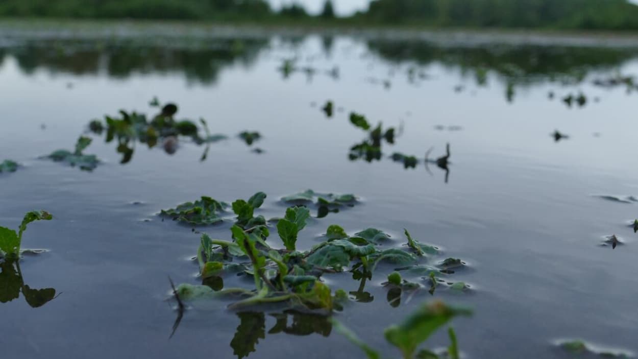 Inondations au Manitoba : les agriculteurs face à une crise sur plusieurs fronts
