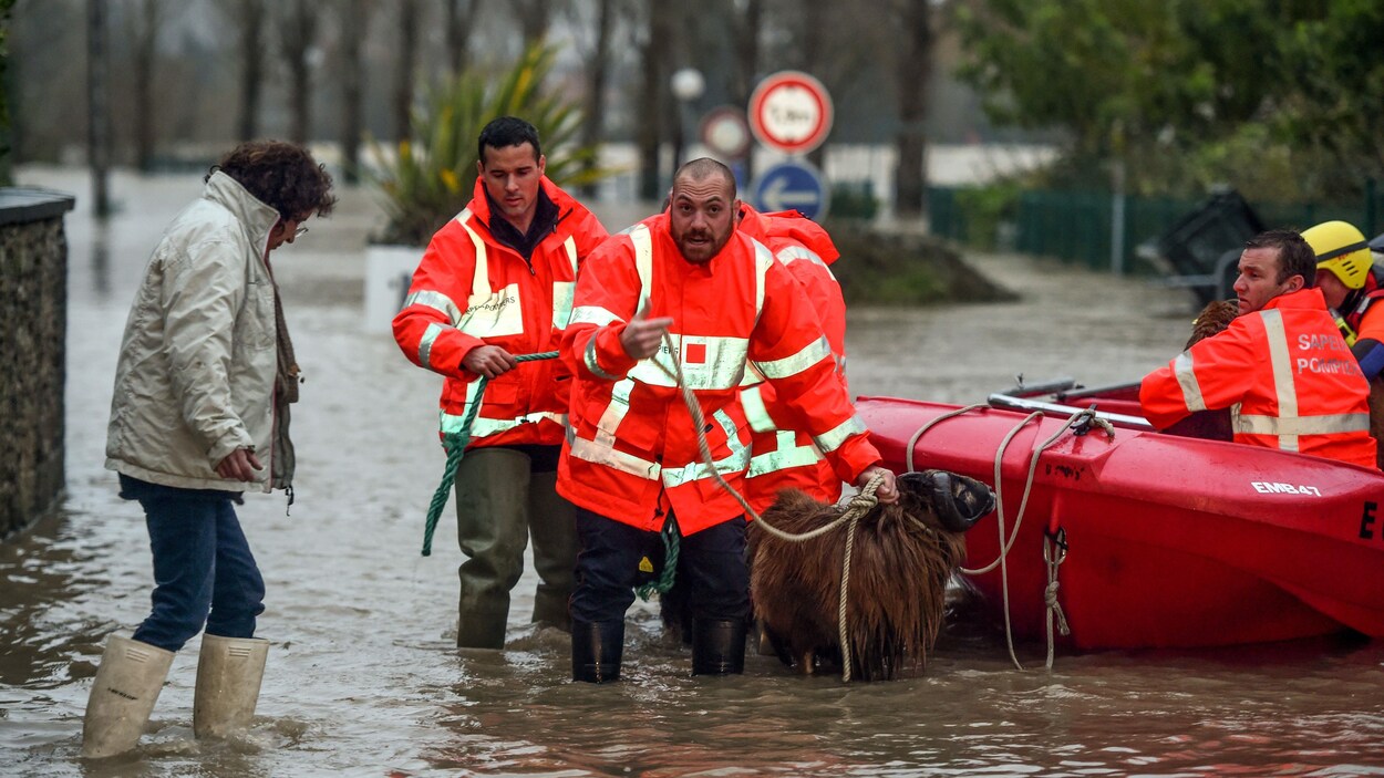 Des pompiers évacuent des béliers dans un terrain inondé.