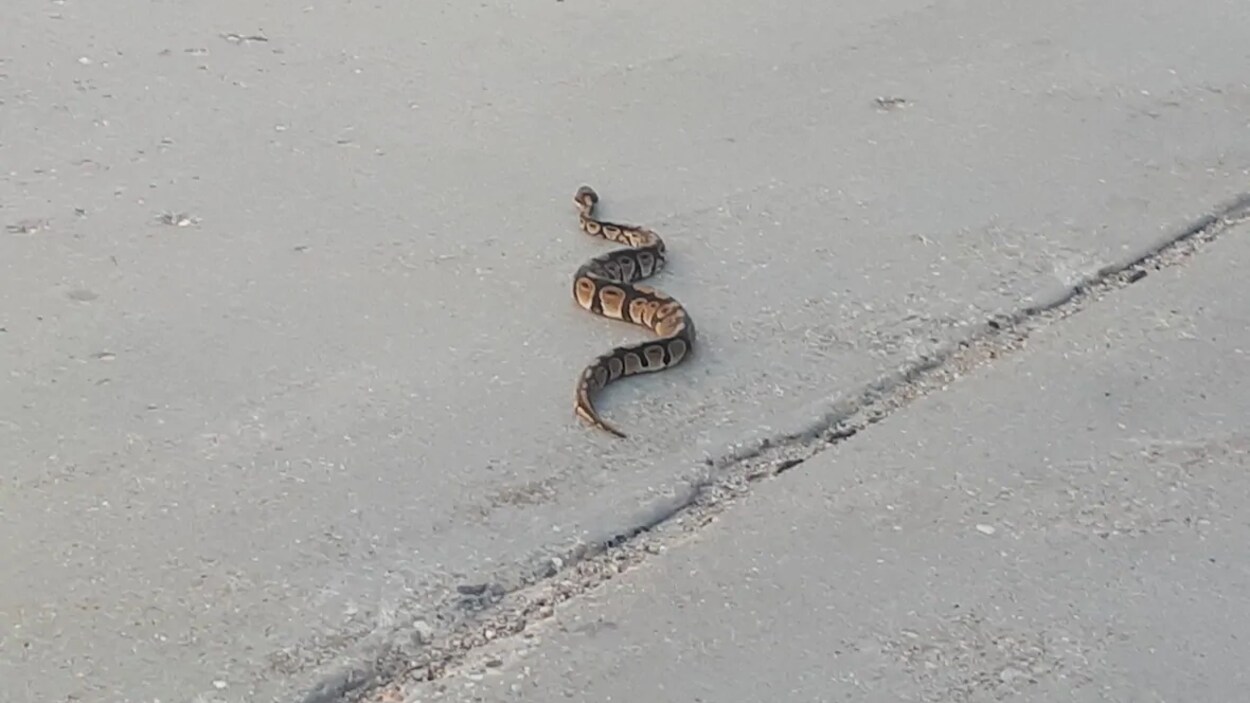 Un serpent rampant au milieu de la route.