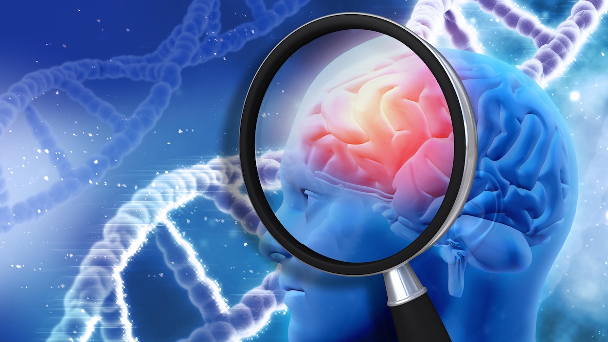 Ces résultats fournissent pour la première fois des indices clairs sur les mécanismes biologiques sous-jacents à l’intelligence. Ces résultats fournissent pour la première fois des indices clairs sur les mécanismes biologiques sous-jacents à l’intelligence.
