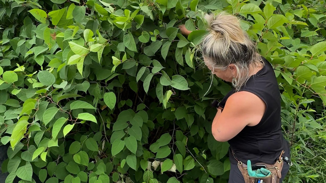 Bien agir face aux plantes exotiques envahissantes
