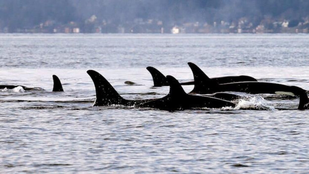 Des membres du groupe de résidents du sud «J-Pod» près de Seattle.