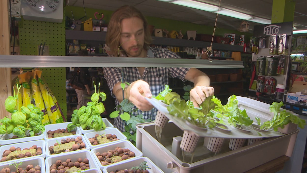 Jackson McLean et son équipe préparent des ateliers de culture hydroponique du cannabis pour aider leurs clients intéressés à faire pousser leur propres plants de marijuana.