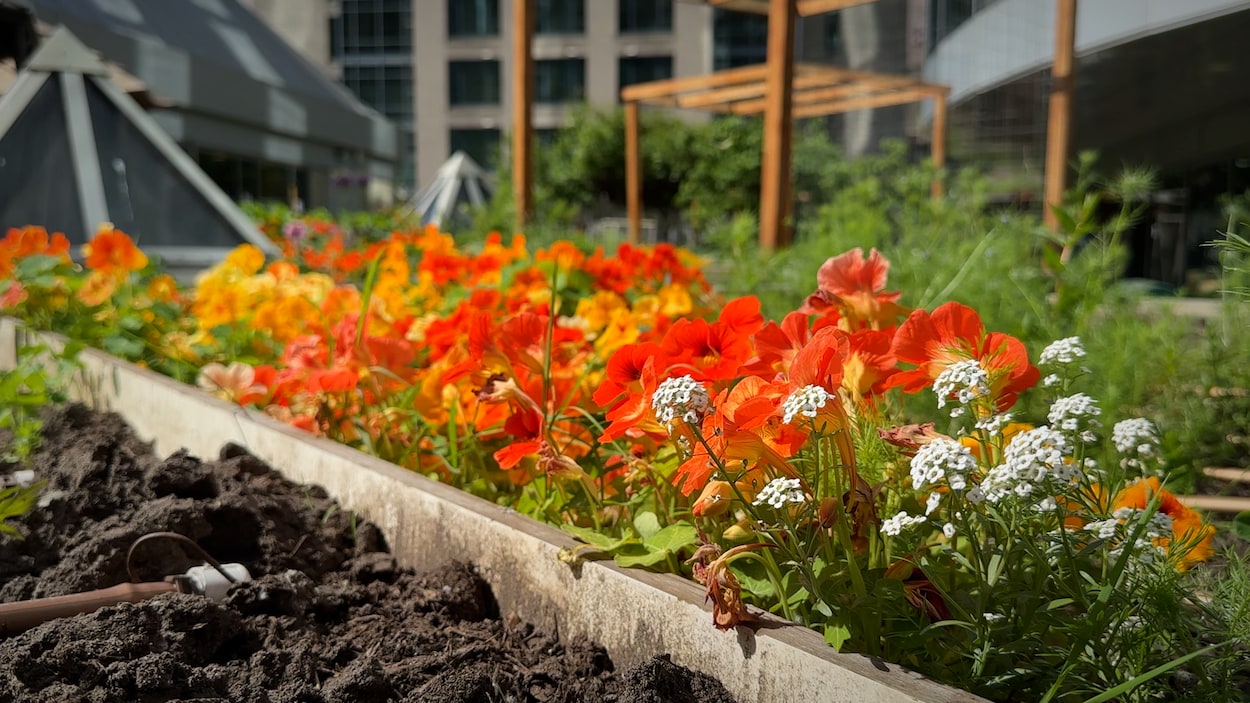 Un petit jardin qui fait une grande différence