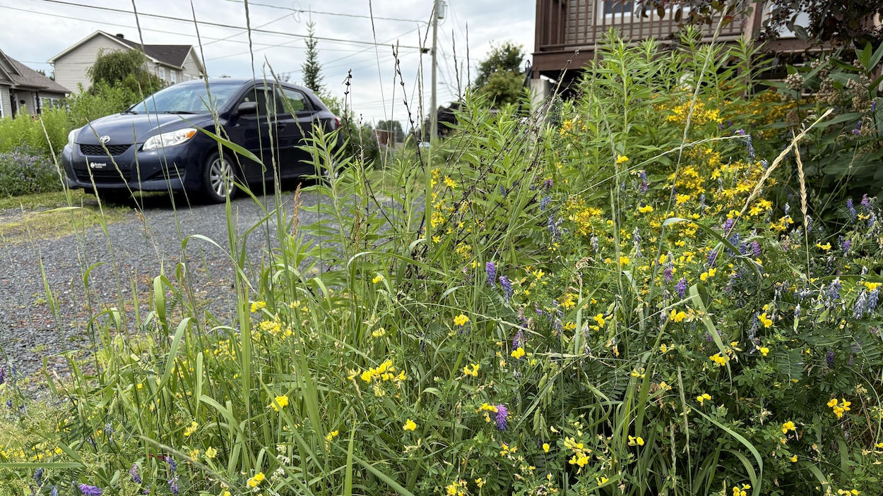 Laisser pousser son gazon, c’est maintenant permis à Sherbrooke