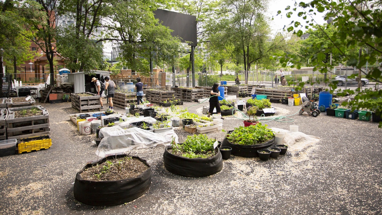 Un jardin collectif ou du logement hors marché sur ce terrain du Quartier chinois?