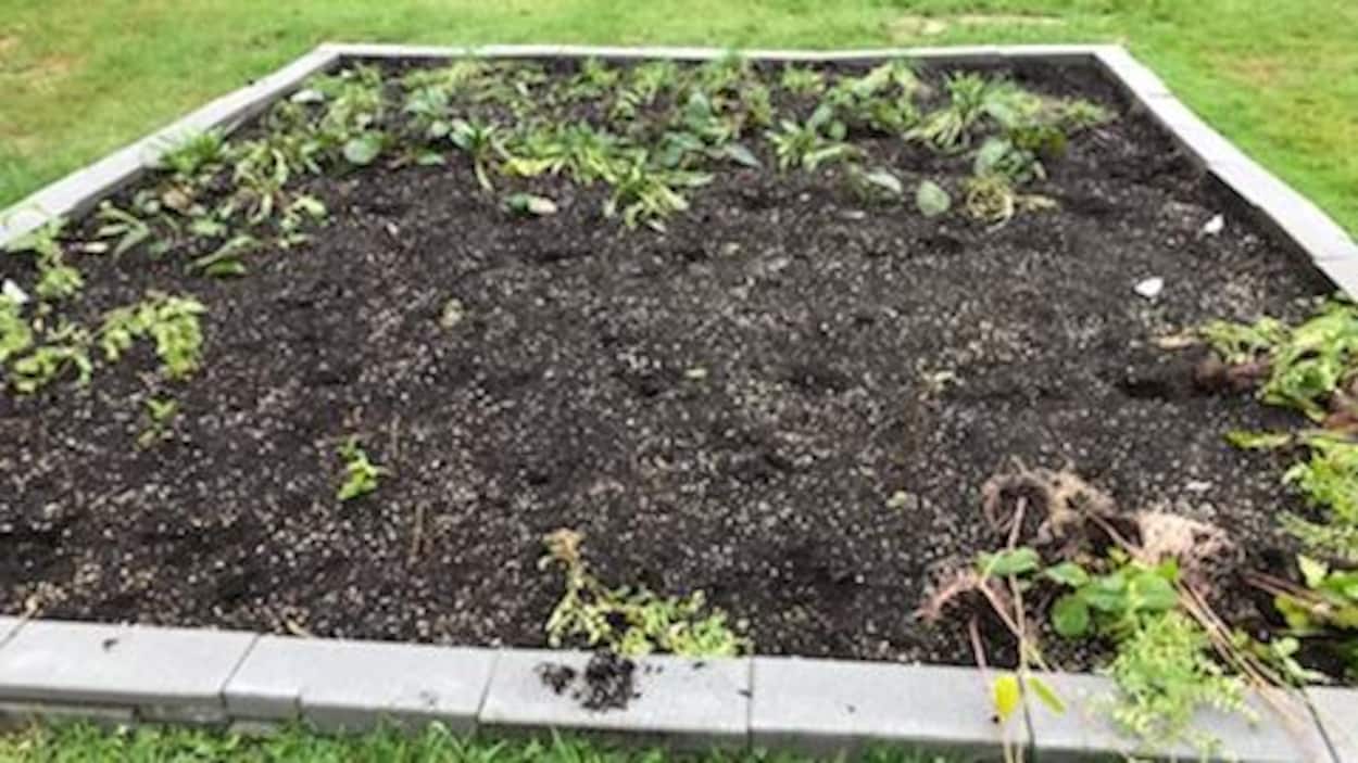 Un carré de terre avec des plantes écrasées.