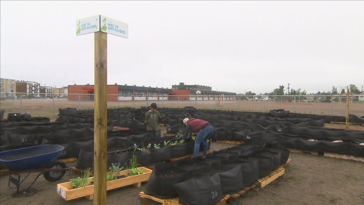 Le Jardin communautaire Pousse-Pousse Le Jardin communautaire Pousse-Pousse