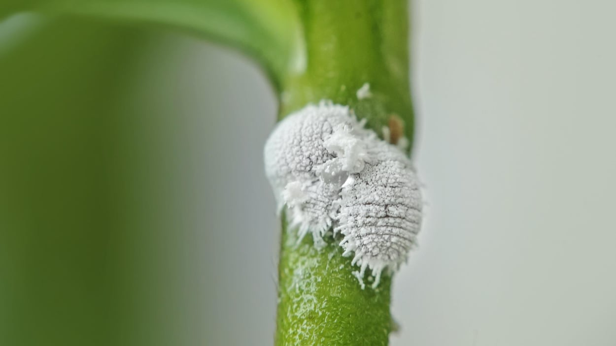 Principaux insectes qui s'attaquent au plantes d'intérieur