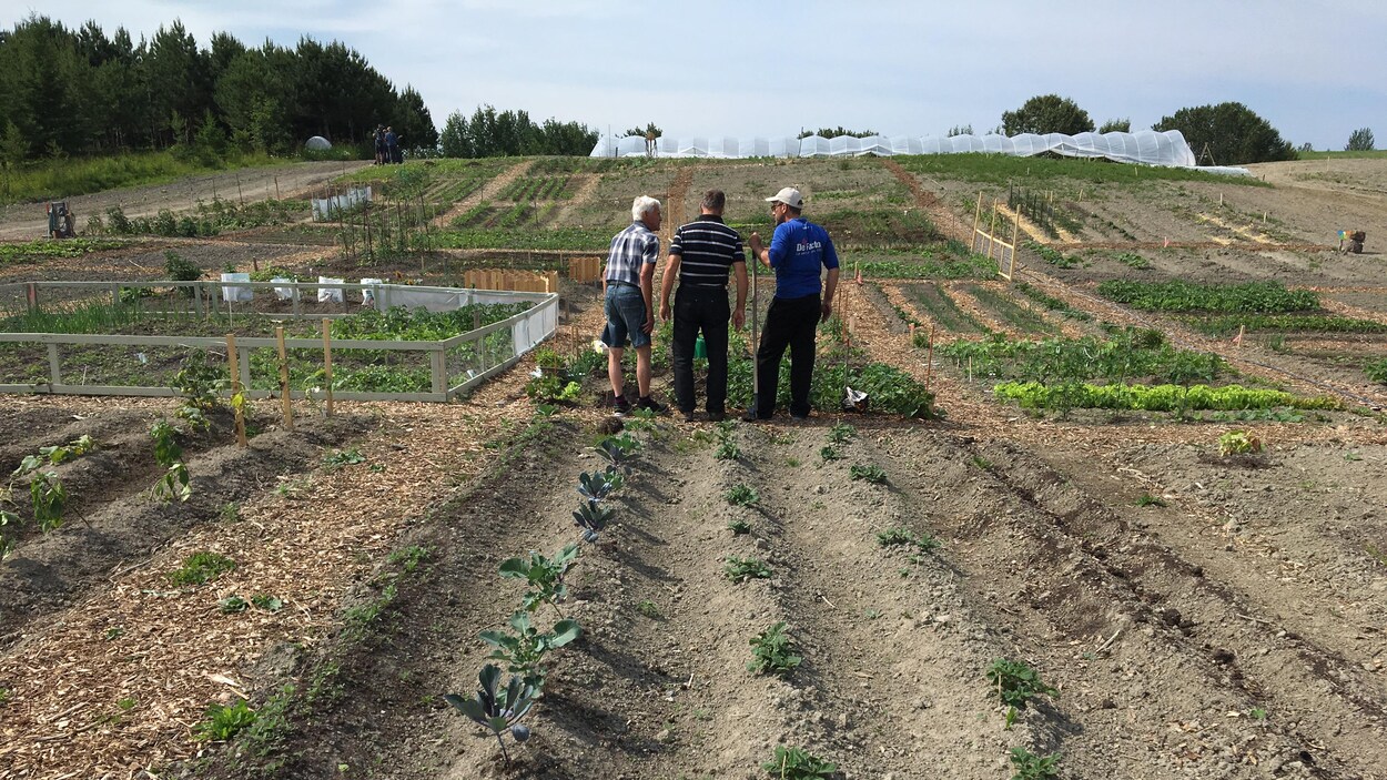 Des jardiniers dans un potager
