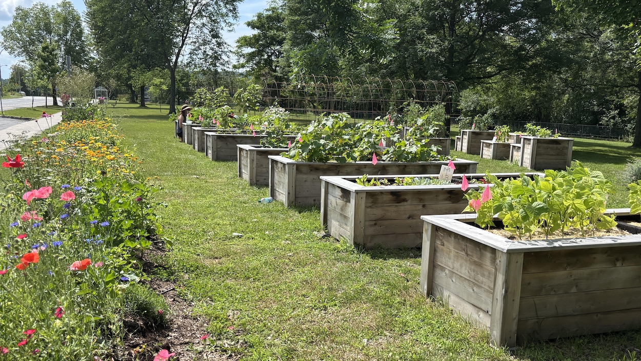 Plus de fruits et légumes pour les Sherbrookois dans les jardins solidaires