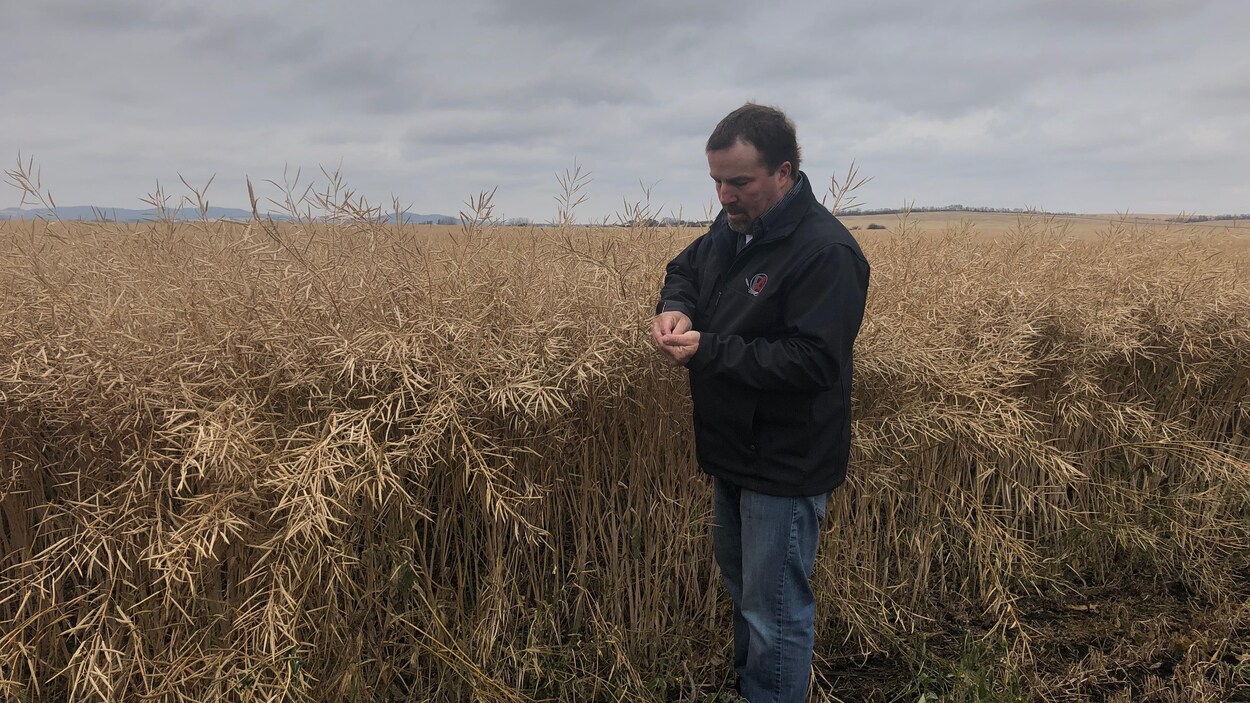 Un homme à proximité d'un champ de canola. Le ciel est gris.