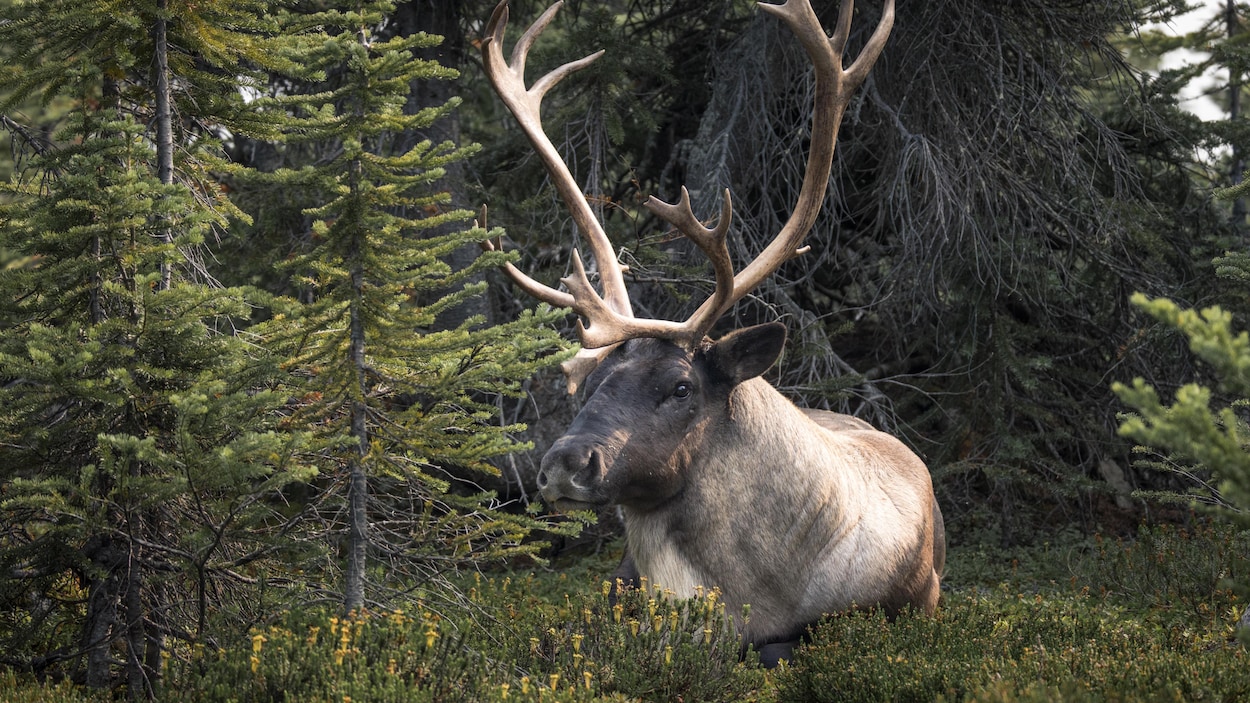 Un groupe de caribous d’élevage fait ses premiers pas en liberté à Jasper