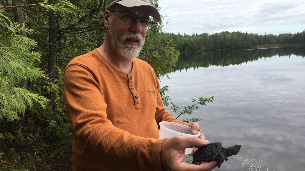 Un homme tient dans ses mains un bébé tortue serpentine.
