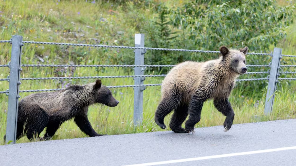 Nombre record de grizzlis tués en Alberta en 2024