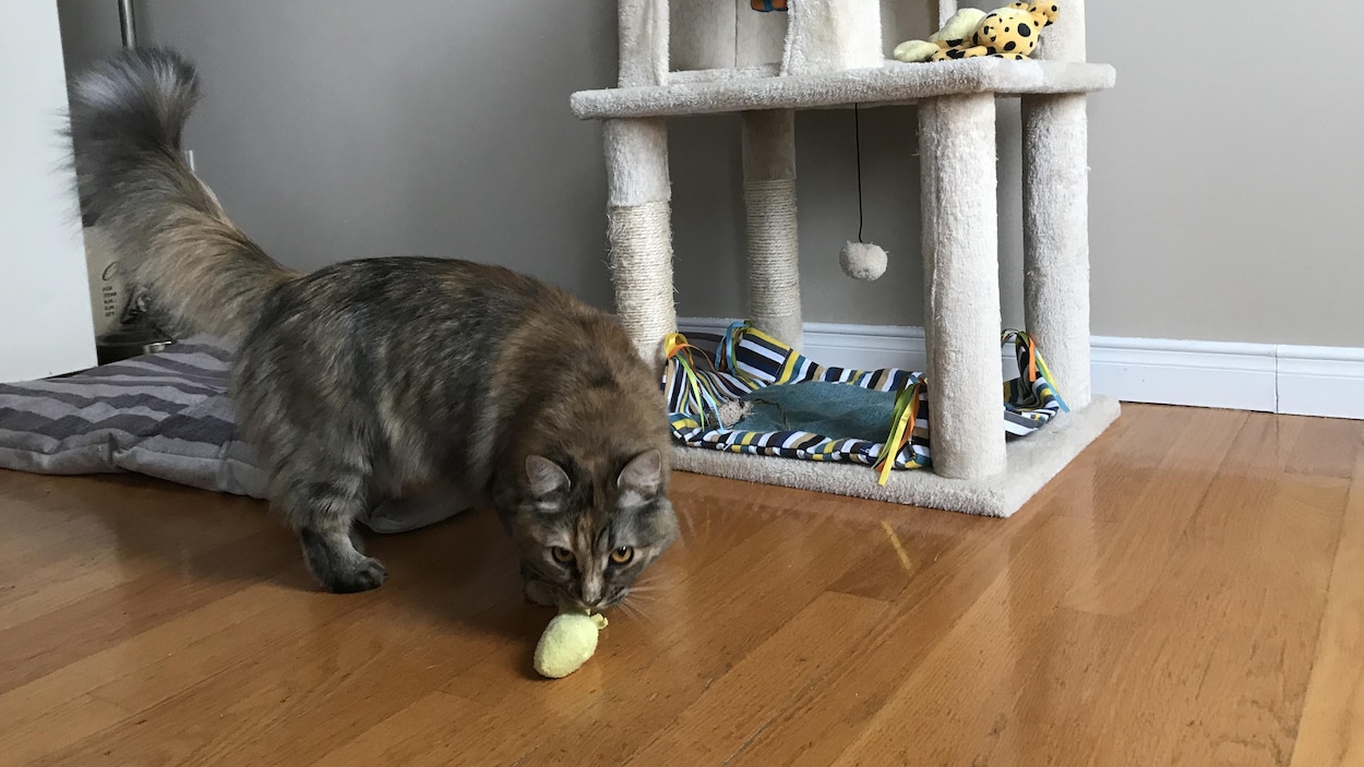 Un chat joue avec un morceau de tissu jaune en forme de cocotte.