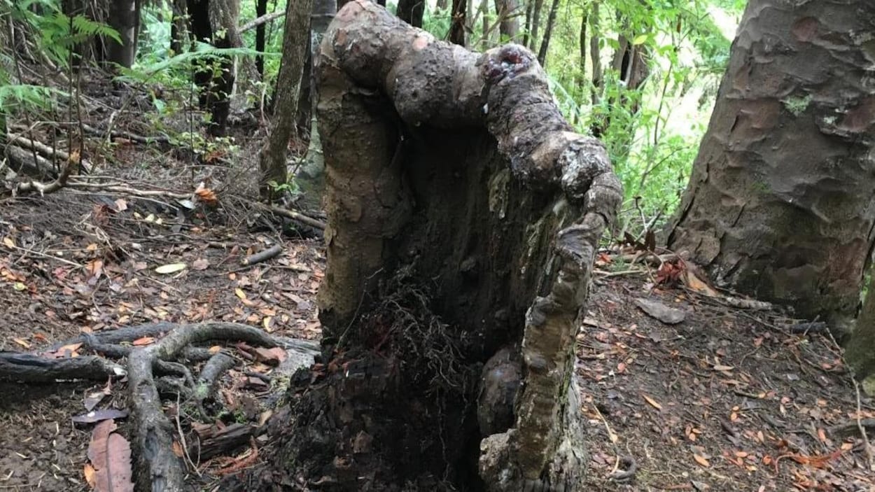 Photo de la souche d'un arbre.