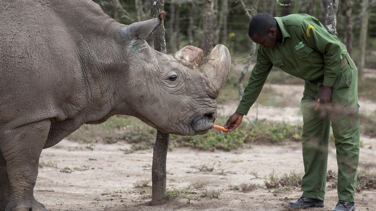 Sudan, le dernier rhinoceéos blanc. Sudan, le dernier rhinoceéos blanc.