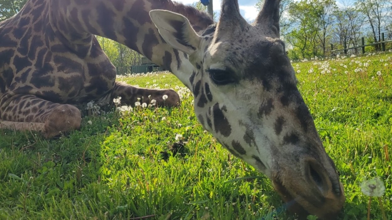 Une girafe tuée par la porte de son enclos