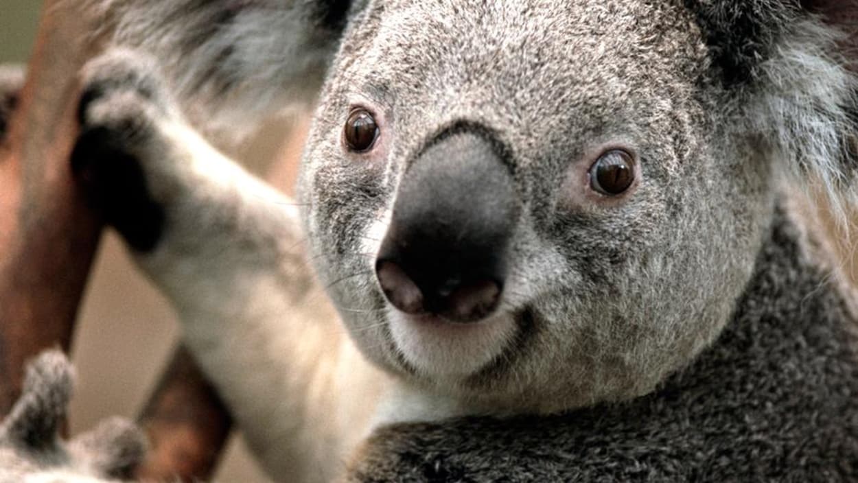 Un koala perché sur un arbre.