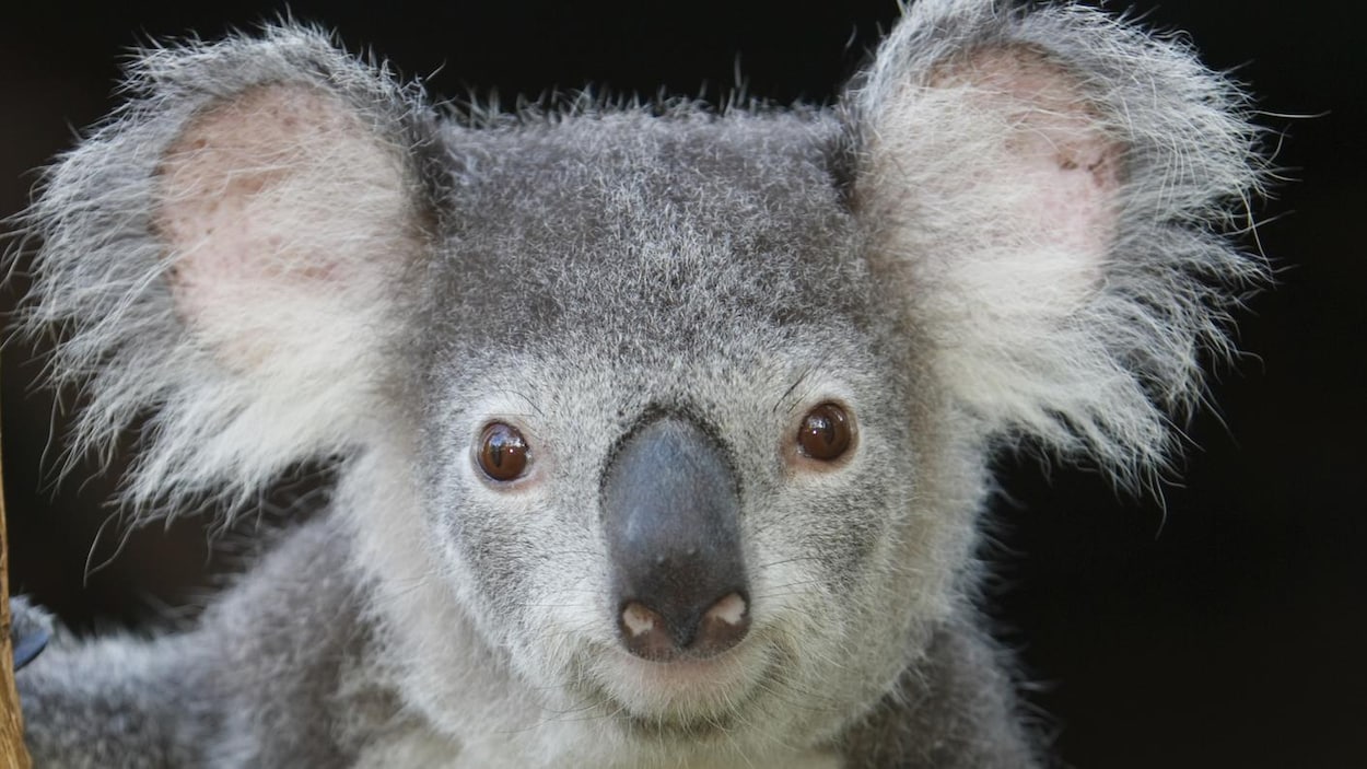 Résultat de recherche d'images pour "koala"