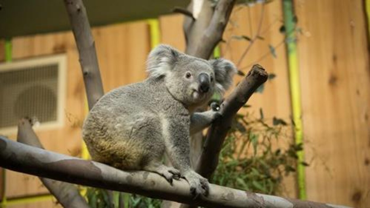 Le koala Tanami est assis sur une branche. Le koala Tanami est assis sur une branche.