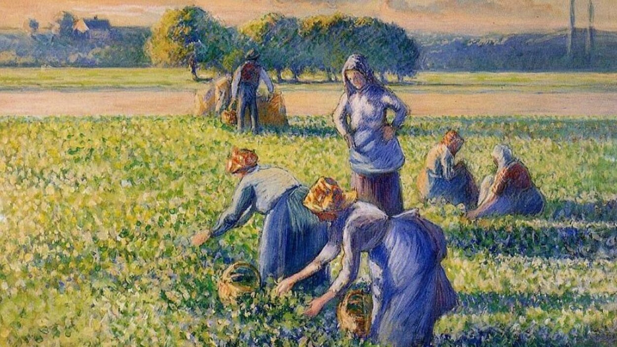 Des femmes travaillent penchées dans un champ de pois.