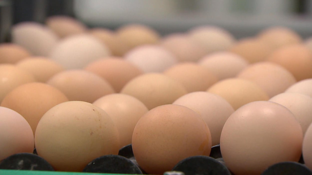 Recall of certain eggs that may be contaminated with salmonella in Saskatchewan
