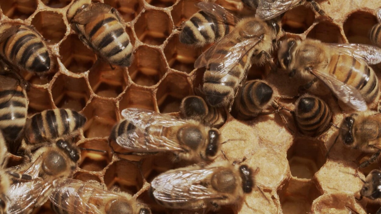 La météo menace les abeilles à l’Île-du-Prince-Édouard