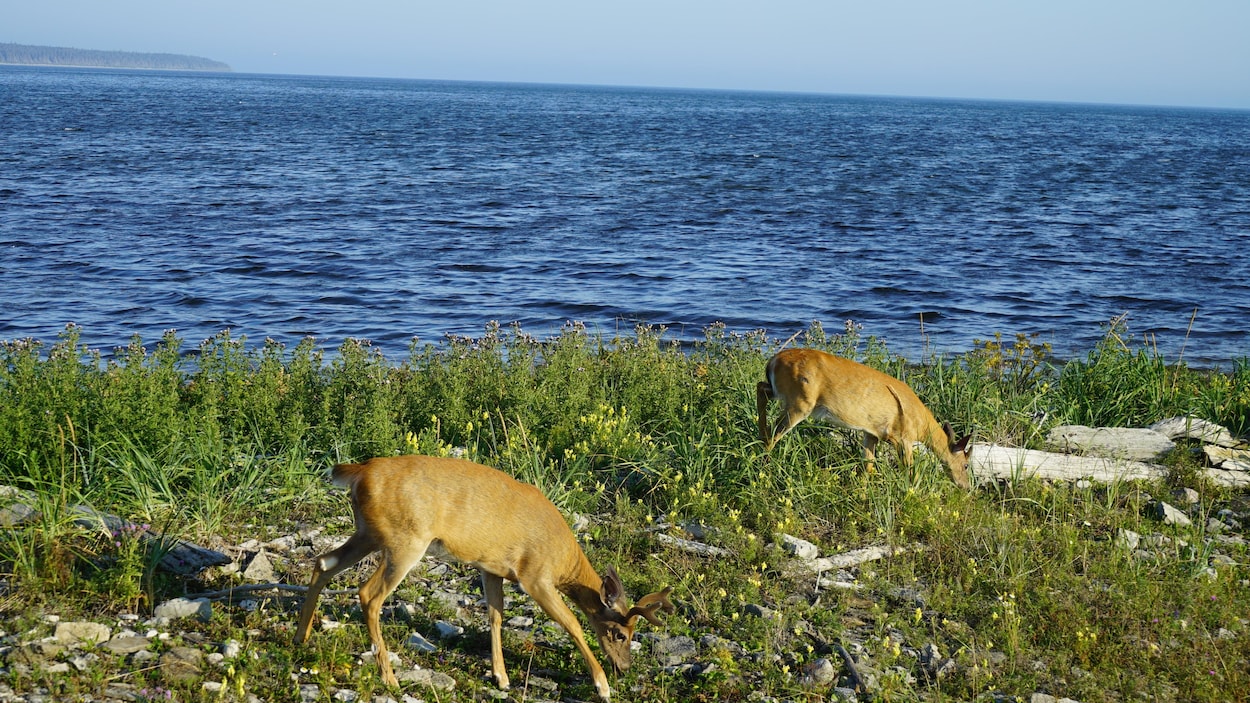 Traverse Minganie-Gaspésie : Anticosti tire un trait sur son rôle d’escale