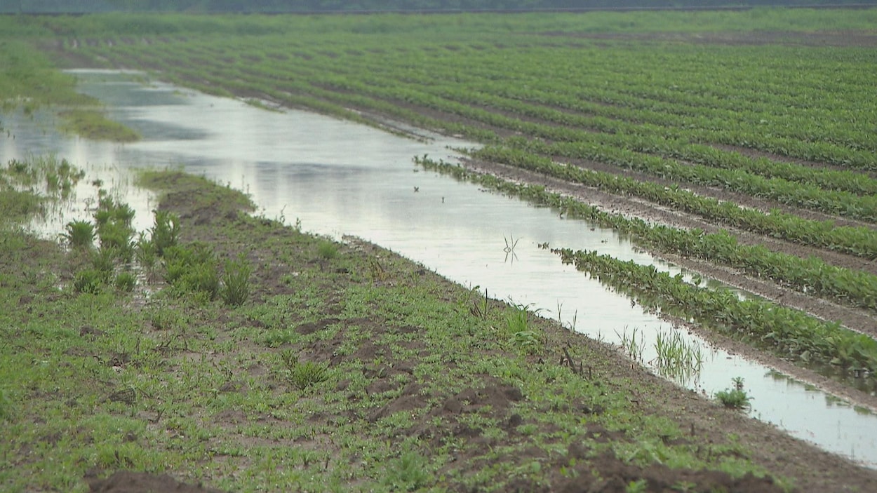 Fortes pluies : des agriculteurs inondés